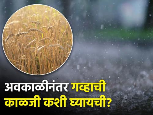 Latest News Management of wheat crop after unseasonal rains | अवकाळी पावसानंतर गव्हाची काळजी कशी घ्यायची?