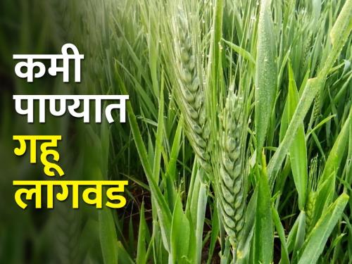 Planning of Wheat Cultivation on Dryland and Protected irrigation | कोरडवाहू आणि संरक्षित पाण्यावर गहू लागवडीचे नियोजन