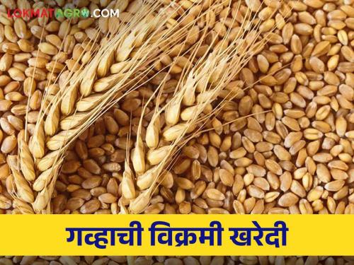 Food Corporation of India procured 266 lakh metric ton of wheat | भारतीय अन्न महामंडळाने केली २६६ लाख मेट्रिक टन गहू खरेदी