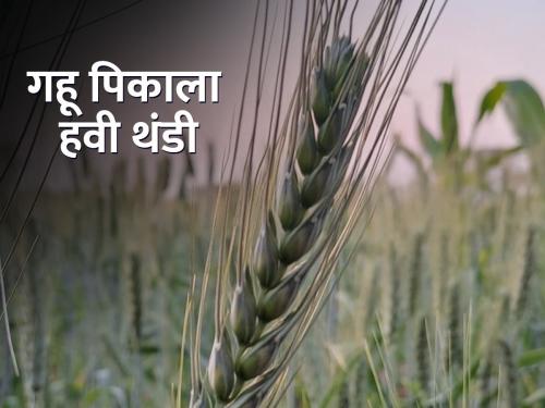 Abundant production of wheat requires favorable climate along with water | गव्हाच्या भरघोस उत्पादनासाठी पाण्याबरोबरच हवामानाची अनुकूलता आवश्यक
