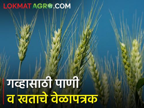 How to manage fertilizer and water management in wheat crop? | गहू पिकातील खत व पाणी व्यवस्थापन कसे कराल?