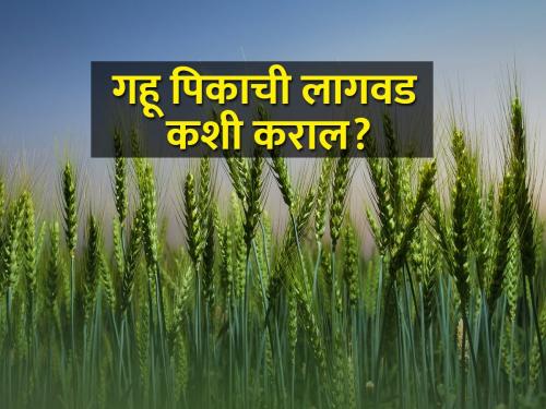 How to cultivate of wheat crop for increase the production ? | गहू पिकातील उत्पादन वाढीसाठी कशी कराल लागवड?