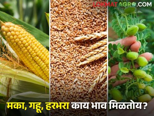 Latest News Todays know the market price of Wheat, Gram, Maize crop in maharashtra | राज्यात गहू, हरभरा, मका पिकाला सर्वाधिक भाव कुठे मिळाला, जाणून घ्या बाजारभाव