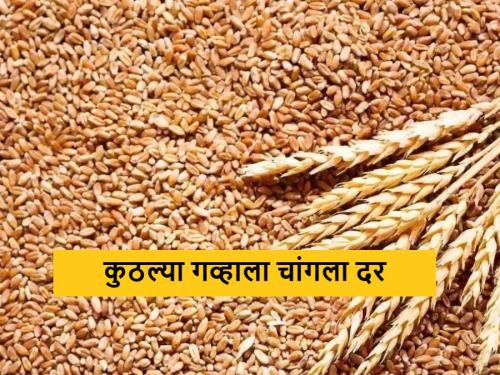 Latest News Today's Sharbati wheat got highest market price, today's wheat market price | Wheat Market : आज शरबती गव्हाला 'या' बाजार समितीत मिळाला सर्वाधिक दर, आजचे सविस्तर बाजारभाव 