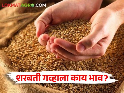 Latest News Todays wheat Market Price in market price Read today's detailed market prices | Wheat Market : कुठल्या गव्हाला कुठे-काय भाव मिळाला? वाचा आजचे सविस्तर बाजारभाव