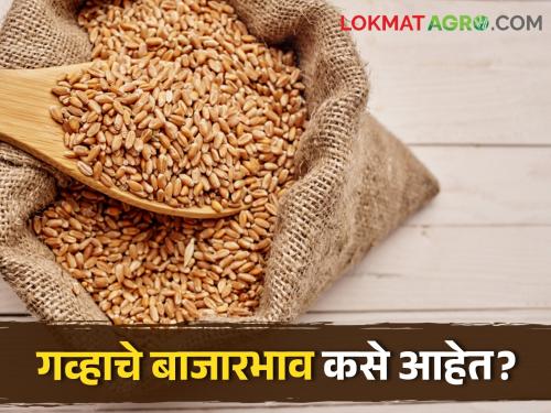 Latest News Wheat Market wheat msp 2425 ruppees and market price higher than msp Read in detail  | Wheat Market : गव्हाची एमएसपी किती? बाजारात काय भाव मिळतोय? वाचा सविस्तर 