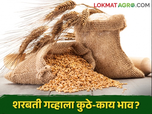 Latest News Todays wheat Market Price In maharashtra market yards | Wheat Market : राज्यात शरबती गहू टॉपवर, काय मिळतोय बाजारभाव, वाचा सविस्तर 