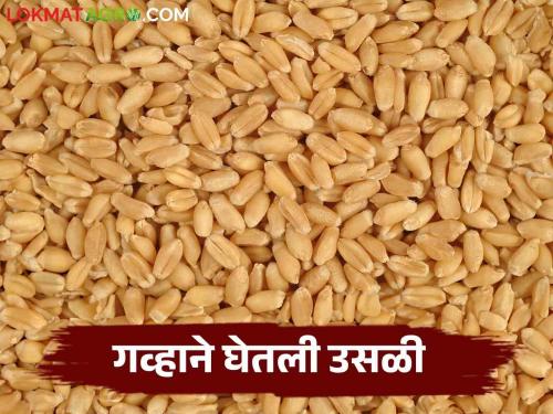 Wheat Market Update: Wheat inflow in Washim market at high; Read more about what you get price | Wheat Market Update : वाशिम बाजारात गव्हाची आवक उच्चांकावर; काय मिळाला दर वाचा सविस्तर