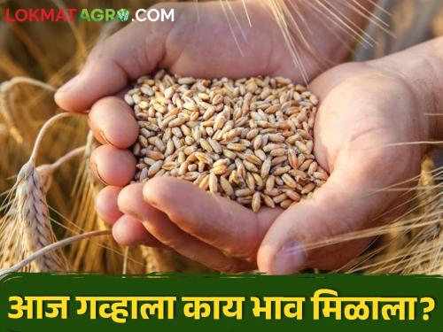 Latest News 29 march Todays Wheat market price in maharashtra see details | Wheat Market : बार्शीत सर्वसाधारण, तर पुण्यात शरबती गव्हाला चांगला भाव, वाचा आजचे गव्हाचे दर 