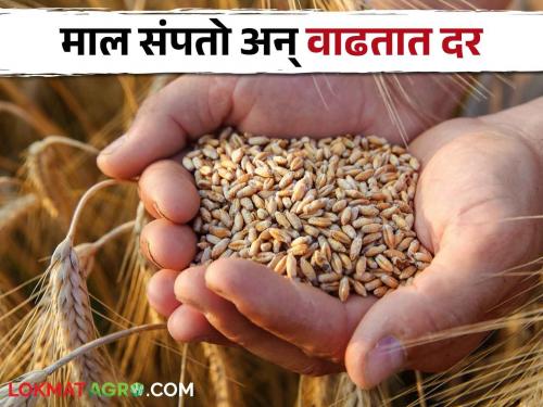 Wheat Rate 20 rupees per kg selling price for farmers' wheat; Consumers the same wheat buying for 35 rupees! | Wheat Rate शेतकऱ्यांच्या गव्हाला विकायला २० रुपये किलो दर; ग्राहकांना तोच गहू मिळतो ३५ रुपयांत!