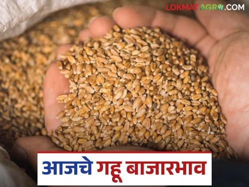 latest news Gahu Bajar Bhav: Wheat arrivals surge! Sharbati wheat hits record price, read in detail | Gahu Bajar Bhav: गव्हाच्या आवकेत उसळी! शरबती गव्हाला विक्रमी दर वाचा सविस्तर