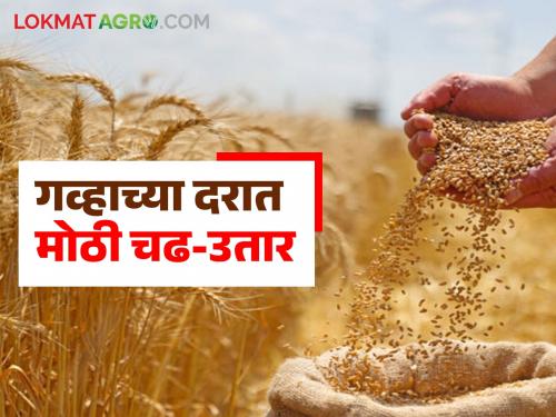 latest news Wheat Market: Big fluctuations in wheat prices in the state; 'Sharbati' prices highest in Pune and Mumbai markets Read in detail | Wheat Market: राज्यात गव्हाच्या दरात मोठी चढ-उतार; पुणे व मुंबई बाजारात 'शरबती'ला उच्चांकी दर वाचा सविस्तर