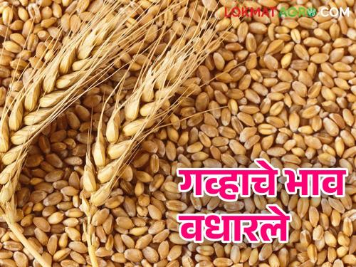 Wheat Market: Inflow of wheat in the market increased; An increase of so much rupees per quintal! | Wheat Market : गव्हाची बाजारात आवक वाढली ; क्विंटलमागे इतक्या रुपयांची वाढ !