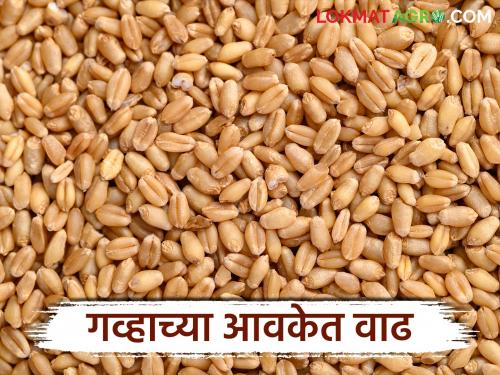 latest news Wheat Market: Increase in wheat arrivals in the state, but prices remain stable; Know the prices in which market | Wheat Market: राज्यात गव्हाच्या आवकेत वाढ, दर मात्र स्थिरच; जाणून घ्या कुठल्या बाजारात किती भाव