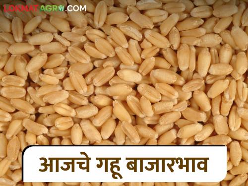 latest news Wheat Market: Big fluctuations in wheat prices; Read today's market prices in detail | Wheat Market : गव्हाच्या दरात मोठी चढ-उतार; वाचा आजचे बाजारभाव सविस्तर