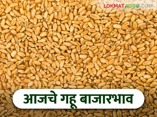 latest news Wheat Market: Wheat Price Update: What was the price in your market? Know in detail | Wheat Market : गहू दर अपडेट: तुमच्या बाजारात काय भाव मिळाला? जाणून घ्या सविस्तर