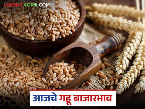 latest news Wheat Market: Today's wheat market price: Where is the price, where is the arrival? Read in detail | Gahu Market : आजचा गहू बाजारभाव: कुठे किती भाव, कुठे किती आवक? वाचा सविस्तर