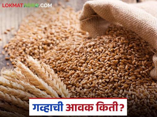 Wheat Market: latest news Wheat prices stable in Mumbai market; Read in detail how much has been arrivals | Wheat Market : मुंबई बाजारात गव्हाचे दर स्थिर; किती झाली आवक ते वाचा सविस्तर