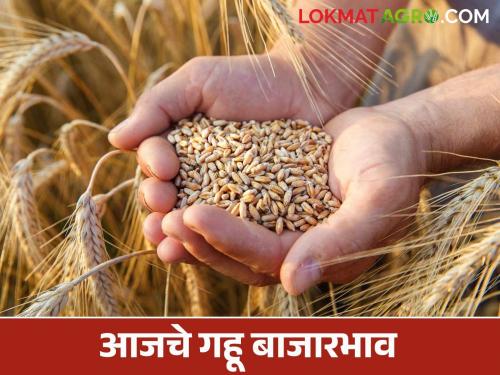 Wheat Market: latest news Improvement in wheat arrival; Read in detail how the price was obtained | Gahu Bajar Bhav: गव्हाच्या आवकेत सुधारणा; कसा मिळाला दर ते वाचा सविस्तर
