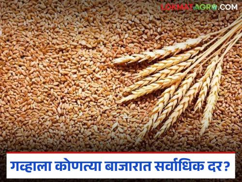 latest news Wheat Market: Which APMC market has the highest price for wheat? Read in detail | Gahu BajarBhav: गव्हाला कोणत्या बाजार समितीमध्ये सर्वाधिक दर? वाचा सविस्तर