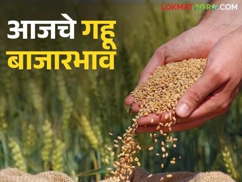 Wheat BazaarBhav: Know where the wheat market is booming and where it is slumping, know today's market prices in detail | Gahu BajarBhav : गहू बाजारात कुठे तेजी तर कुठे मंदी जाणून घ्या आजचे बाजारभाव सविस्तर