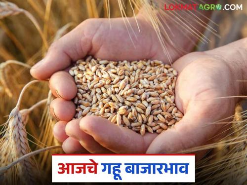 latest news Wheat Market: Ups and downs in the wheat market; Sharbati won the bet, read in detail | Gahu Market : गहू बाजारात चढ-उतार; शरबतीने मारली बाजी वाचा सविस्तर