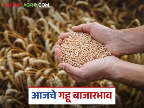 latest news Gahu BajarBhav: Sharbati Gahu has done wonders; Read today's market price in detail | Gahu BajarBhav: शरबती गहूने केली कमाल; वाचा आजचे बाजारभाव सविस्तर
