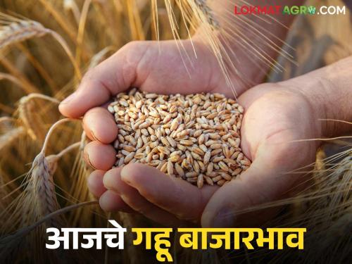 latest news Wheat Bazaar: High prices in Mumbai, Pune, Sangli; Read in detail how wheat prices are in the local market | Gahu BajarBhav: मुंबई, पुणे, सांगलीत उच्चांकी दर; स्थानिक बाजारात गव्हाचे दर कसे वाचा सविस्तर