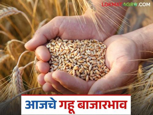 latest news Wheat Market: Fall in wheat arrivals in the market! Prices, however, remain stable. Read in detail | Gahu BajarBhav: गहू बाजारात आवकेत घसरण! दर मात्र स्थिर वाचा सविस्तर