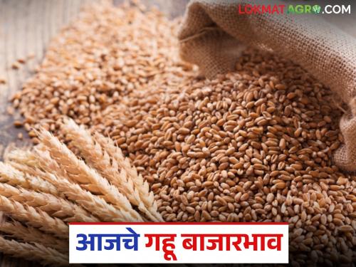 latest news Gahu Market: Big drop in wheat arrival; Sharbati reaches the milestone of thousands! Read in detail | Gahu Market : गव्हाच्या आवकेत मोठी घट; शरबतीने गाठला 'इतक्या' हजारांचा टप्पा! वाचा सविस्तर