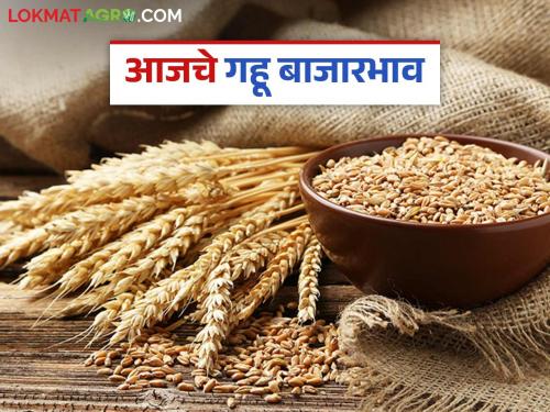 Wheat Market: latest news How much wheat has arrived in Mumbai market; Read in detail how the price was obtained | Wheat Market: मुंबई बाजारात गव्हाची आवक किती; कसा मिळाला दर ते वाचा सविस्तर