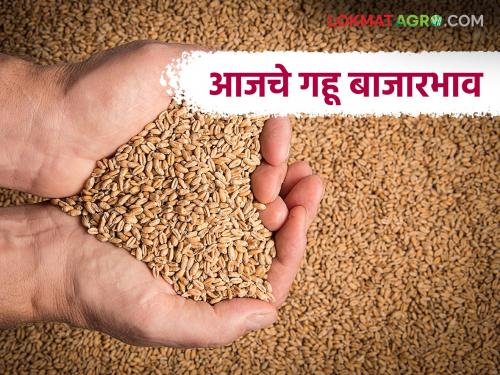 Wheat Market: What are the changes in wheat market prices? Know today's updates | Gahu BajarBhav: गव्हाच्या बाजारभावांमध्ये काय बदल? जाणून घ्या आजचे अपडेट