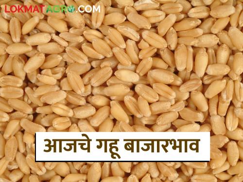 latest news Wheat Market: 11 thousand quintals of wheat arrived in the state; Know today's market price | Gahu BajarBhav: राज्यात गव्हाची ११ हजार क्विंटल आवक; जाणून घ्या आजचे बाजारभाव