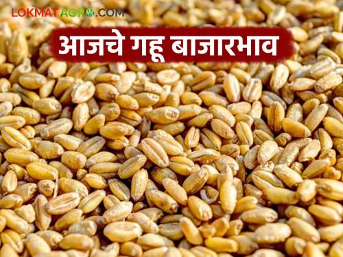 latest news Wheat Market: Wheat market price update: Prices stable in Daund, Sillod Read in detail | Wheat Market : गहू बाजारभाव अपडेट: दौंड, सिल्लोडमध्ये भाव स्थिर वाचा सविस्तर