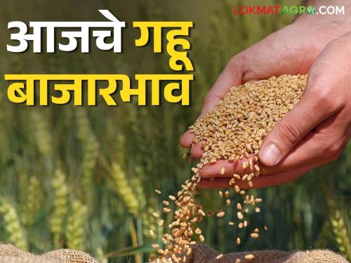 Wheat Market Bhav: Wheat arrivals in the state market committee drop; Read in detail how the price was obtained | Gahu Bajar Bhav: राज्यातील बाजार समितीमध्ये गव्हाची आवकेत घसरण; कसा मिळाला दर ते वाचा सविस्तर