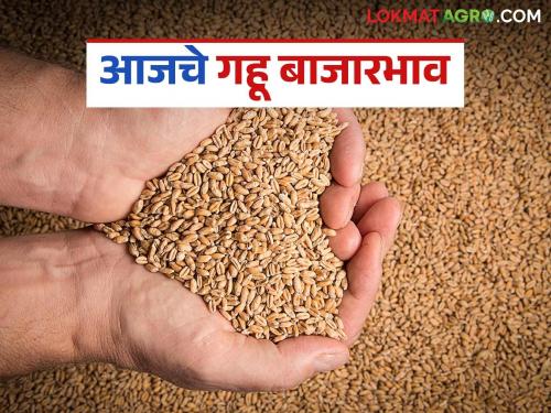 latest news Wheat Market: Wheat arrivals in the state decreased; prices increased slightly in some places Read in detail | Gahu Market: राज्यात गव्हाची आवक घटली; काही ठिकाणी दरात किरकोळ वाढ वाचा सविस्तर