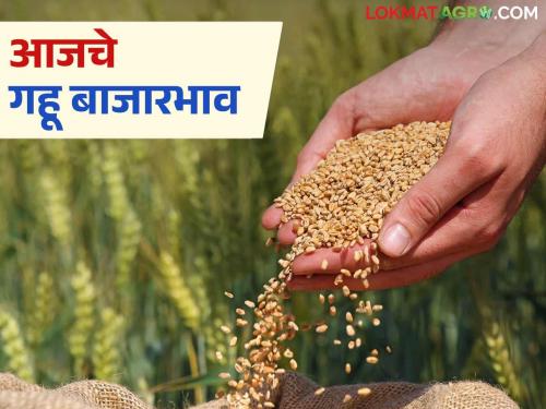 latest news Wheat Market: Huge increase in wheat arrivals in the state, mild fluctuations in prices | Gahu Market: राज्यात गव्हाच्या आवकेत मोठी वाढ; दरात सौम्य चढ-उतार वाचा सविस्तर