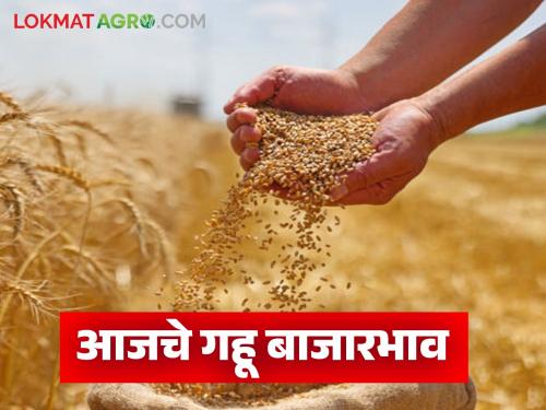 latest news Wheat Market: Today's wheat market price; Where did you get the highest price? Read in detail | Gahu Market: आजचा गहू बाजारभाव ; कुठे मिळाला सर्वाधिक दर? वाचा सविस्तर