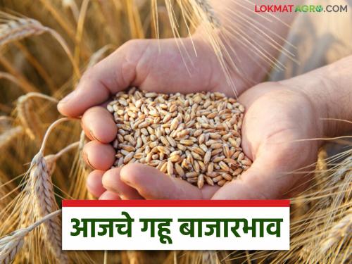 Wheat Market: latest news Big drop in wheat arrival; Read in detail how the price was obtained | Gahu Bajar Bhav: गव्हाच्या आवकेत मोठी घसरण; कसा मिळाला दर ते वाचा सविस्तर