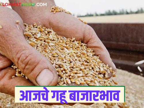 Wheat Market: Fall in wheat arrivals; Read in detail how the price was obtained | Wheat Market: गव्हाच्या आवकेत घसरण; कसा मिळाला दर ते वाचा सविस्तर