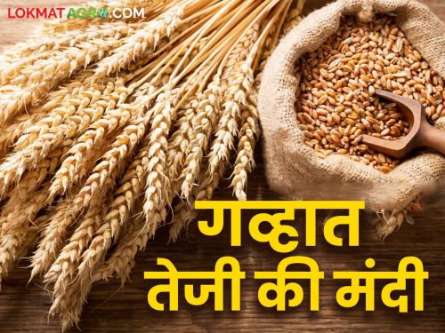 Gahu Bazaar Bhav: Record prices for Sharbati and local wheat in Pune and Mumbai markets; Know the market prices | Gahu Bajar Bhav: पुणे, मुंबई बाजारात शरबती व लोकल गव्हाला विक्रमी दर; जाणून घ्या बाजारभाव