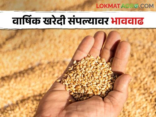 Wheat Market for the first time wheat price 5 thousand par; Farmers are confused as to who will benefit from the price hike | Wheat Market पहिल्यांदाच गव्हाचा भाव ५ हजार पार; दरवाढीचा फायदा कुणाला शेतकरी संभ्रमात