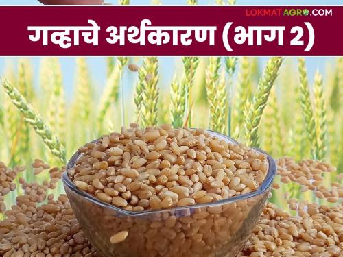 Wheat Market: New wheat market entry; How to get rates read in detail | Wheat Market : नवीन गव्हाची बाजारपेठेत आवक; कसा मिळतोय दर ते वाचा सविस्तर