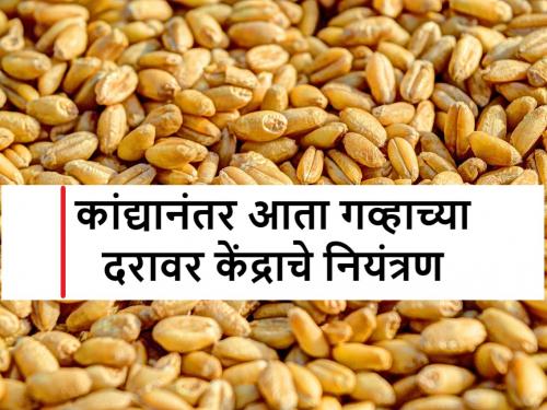 After onion, wheat farmers will face difficulty; The government prohibited the traders from buying | कांद्यानंतर गव्हाच्या शेतकऱ्यांची होणार अडचण; सरकारने केली व्यापाऱ्यांना खरेदीस मनाई