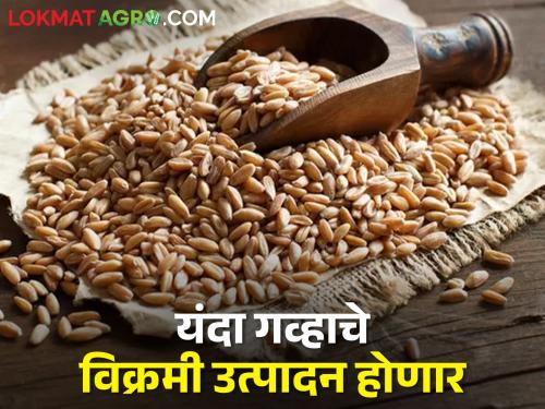 This year, the central government will purchase about 32 million ton of wheat | यंदा केंद्र सरकार करणार सुमारे ३२० लाख टन गहू खरेदी