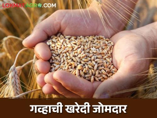 Latest news Purchase of 262.48 lakh metric tonnes of wheat rabbi season see details | Wheat Market : गव्हाची जोमदार खरेदी, गेल्या वर्षीचा एकूण खरेदीचा आकडा केला पार, वाचा सविस्तर 