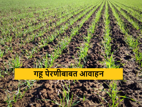 Latest News Wheat Farming sowing wheat during rabbi season, increase production | Wheat Farming : शेतकऱ्यांनो, रब्बी हंगामात गव्हाची पेरणी करताय, उत्पादन वाढीसाठी 'हे' कराच!