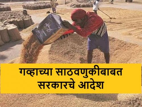 Latest News Government orders mandatory declaration of stock position of wheat | Wheat Stock : गव्हाचा साठा किती आहे, जाहीर करा... व्यापाऱ्यांना केंद्र सरकारचे आदेश 