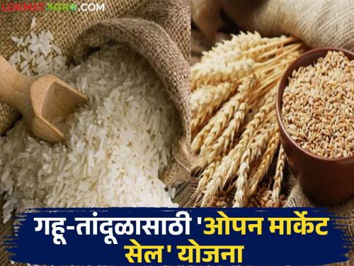 latest news Shetmal Market: Harbhara prices high; Government's big decision for wheat and rice, read in detail | Shetmal Market : हरभऱ्याच्या किमतीत उसळी; सरकारचा गहू-तांदळासाठी मोठा निर्णय वाचा सविस्तर