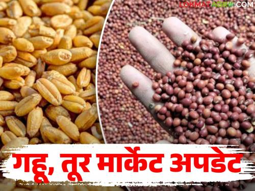 latest news Wheat, Tur Market Update : Know Today's Market prices, read in detail | Wheat, Tur Market Update : गहू, तूर मार्केट अपडेट : जाणून घ्या आजचे बाजारभाव वाचा सविस्तर